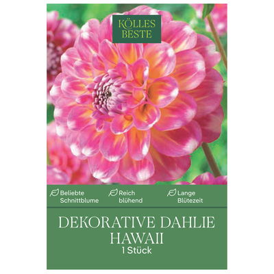 Kölles Beste Blumenknolle, Dekorative Dahlie 'Hawaii'