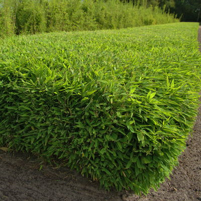 Kleiner Formschnittbambus 'Moontears'® EU-S - Kugel, Topf 7,5 Liter, 2 Stück