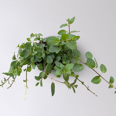 Pfefferminze, Kölle Bio, 12cm Topf, frisch aus unserer Bio-Gärtnerei