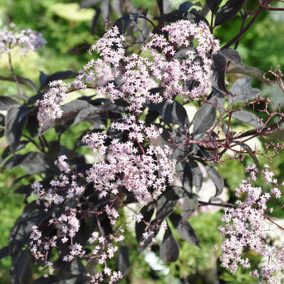 Rotlaubiger Holunder 'Black Beauty'® 40/60 cm, im 5 l Topf Rotlaubiger Holunder 'Black Beauty'® 40/60 cm, im 5 l Topf