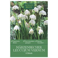 Leucojum Vernum (Märzbecher) 5 Blumenzwiebeln