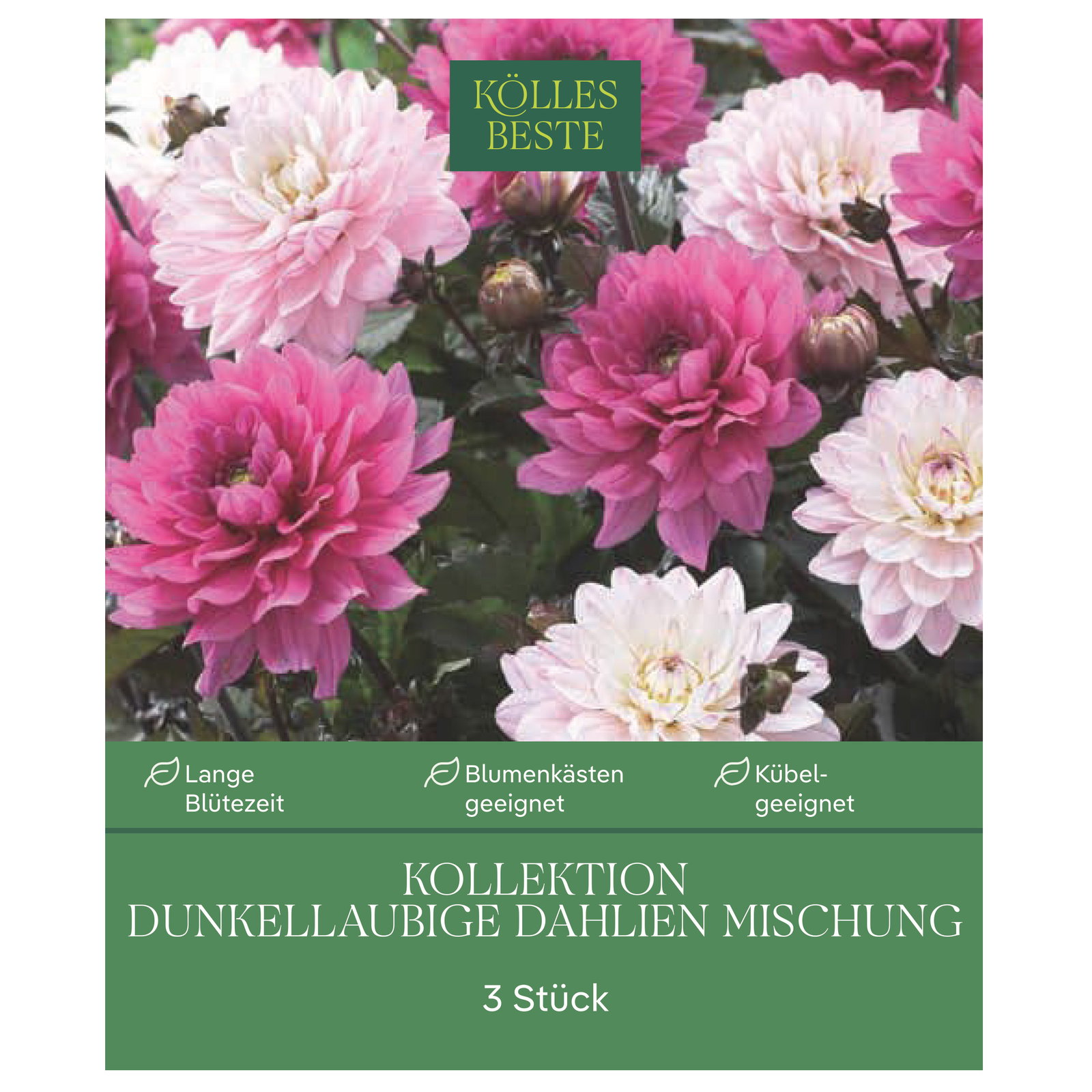 Kölles Beste Kollektion dunkellaubige Dahlien Mischung, 3 Blumenknolle