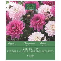 Kölles Beste Kollektion dunkellaubige Dahlien Mischung, 3 Blumenknolle