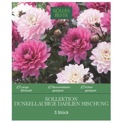 Kölles Beste Kollektion dunkellaubige Dahlien Mischung, 3 Blumenknolle