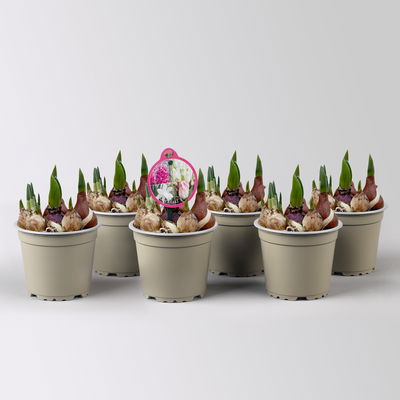 Zwiebelmix rosa-weiß, vorgetrieben, Topf-Ø 12 cm, 6 Pflanzen Zwiebelmix rosa-weiß, vorgetrieben, Topf-Ø 12 cm, 6 Pflanzen