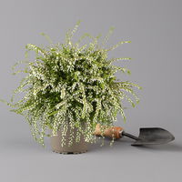 Knospenheide 'Rasta Girls®', weiß, Topf-Ø 13 cm, 6 Pflanzen