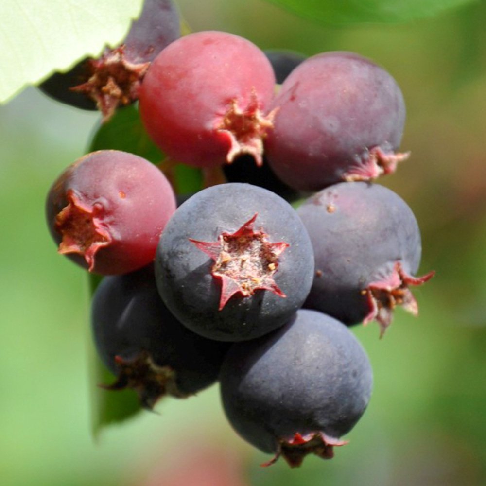 Großfruchtige Felsenbirne 'Greatberry® Farm', Topf 5 Liter