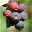 Großfruchtige Felsenbirne 'Greatberry® Farm', Topf 5 Liter