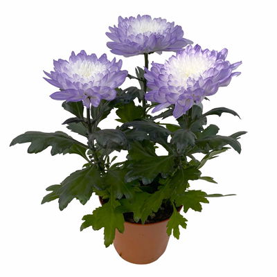 Chrysantheme 'Zembla Make-Upz® Uno Mix, Farben zufällig, Topf-Ø 13 cm, 3er-Set Chrysantheme 'Zembla Make-Upz® Uno Mix, Farben zufällig, Topf-Ø 13 cm, 3er-Set