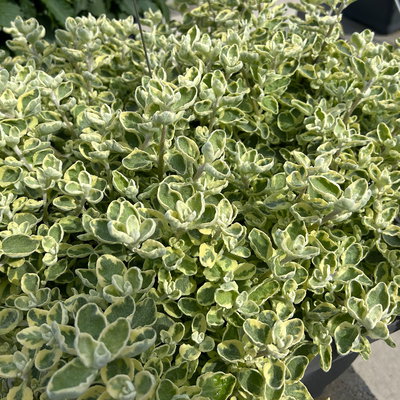 Helichrysum 'variegata', weiß-grün, Topf- Ø 12 cm, 6 Pflanzen