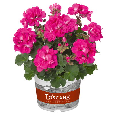 Geranie, pink, stehend, Topf-Ø 13 cm, 6 Pflanzen Geranie, pink, stehend, Topf-Ø 13 cm, 6 Pflanzen