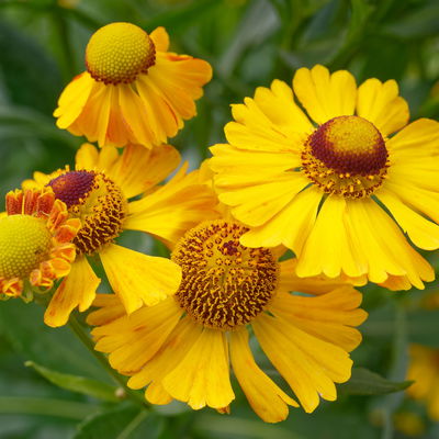 Bio Sonnenbraut 'Goldrausch' gelb, Topf 11x11 cm, 3 Pflanzen Bio Sonnenbraut 'Goldrausch' gelb, Topf 11x11 cm, 3 Pflanzen