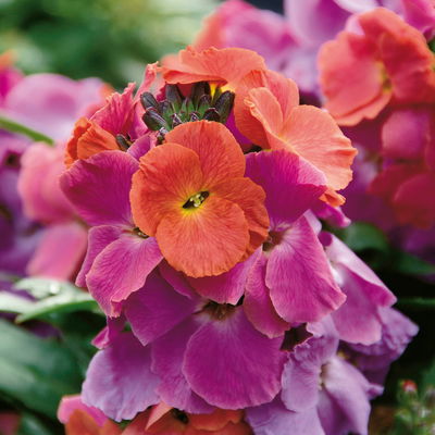 Bio Goldlack, Farben zufällig, Topf-Ø 12 cm, 3 Pflanzen Bio Goldlack, Farben zufällig, Topf-Ø 12 cm, 3 Pflanzen