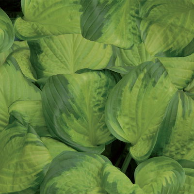 Bio Funkien 'Stained Glass' hellviolett, Topf 11x11 cm, 3 Pflanzen