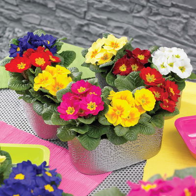 Primel bunt, Farben zufällig, Topf-Ø 10,5 cm, 8 Pflanzen Primel bunt, Farben zufällig, Topf-Ø 10,5 cm, 8 Pflanzen