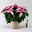Bio Herbsttern, Euphorbia 'Princettia'®, hellrosa, Topf-Ø 17 cm