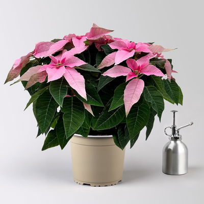 Bio Herbsttern, Euphorbia 'Princettia'®, hellrosa, Topf-Ø 17 cm