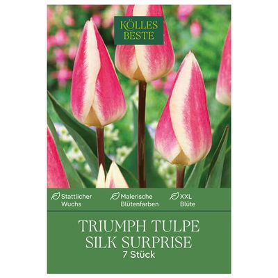 Kölles Beste Tulpe 'Silk Surprise®', rosa-gelb 7 St. Kölles Beste Tulpe 'Silk Surprise®', rosa-gelb 7 St.