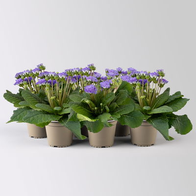 Primel 'Pollyanna Crystal Fountain', blau, Topf-Ø 13 cm, 6 Pflanzen