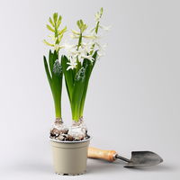 Hyazinthe, weiß, beschneit, vorgetrieben, Topf-Ø 12 cm, 6 Pflanzen