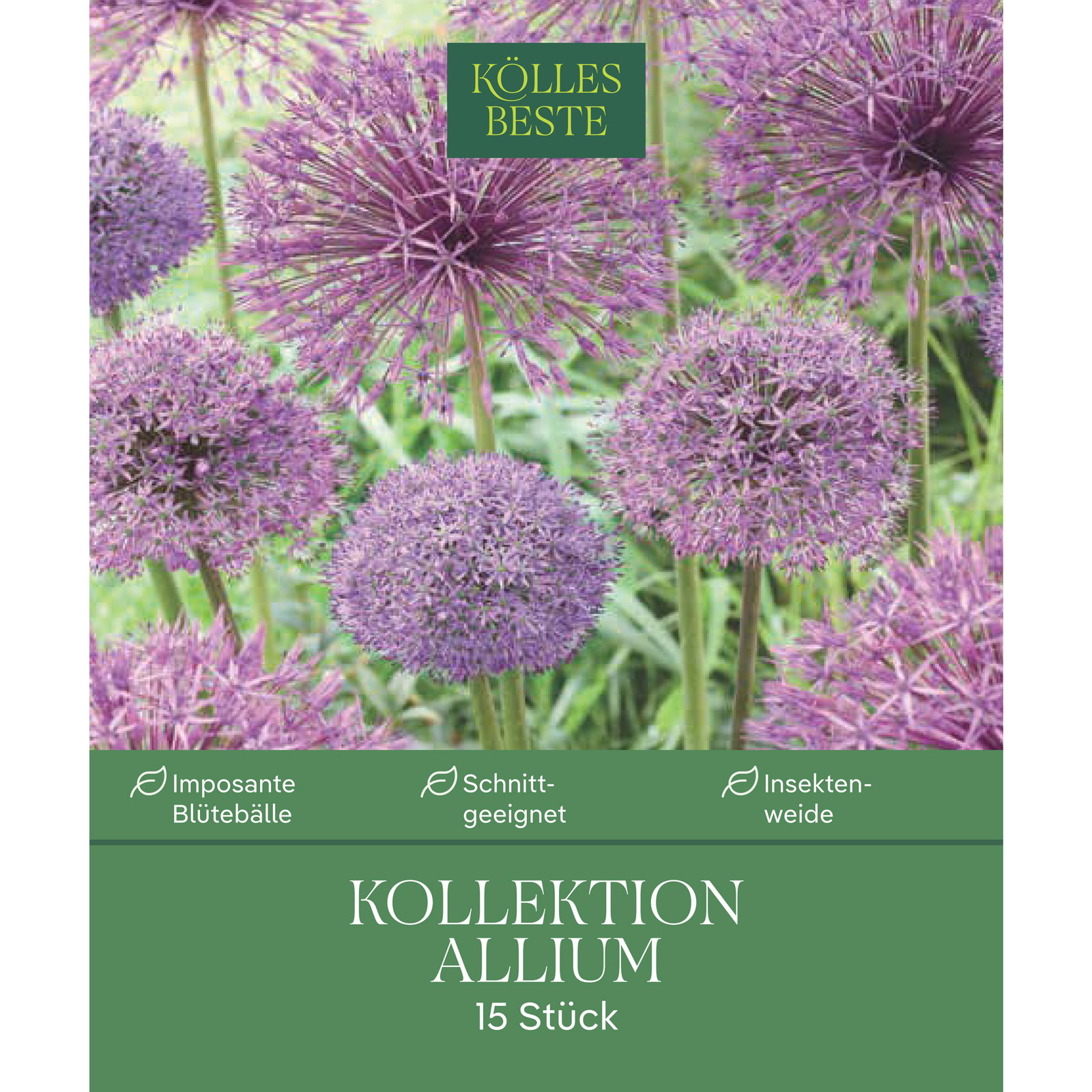 Kölles Beste Zierlauch-Kollektion, purpur-lila, 15 Blumenzwiebeln Kölles Beste Zierlauch-Kollektion, purpur-lila, 15 Blumenzwiebeln