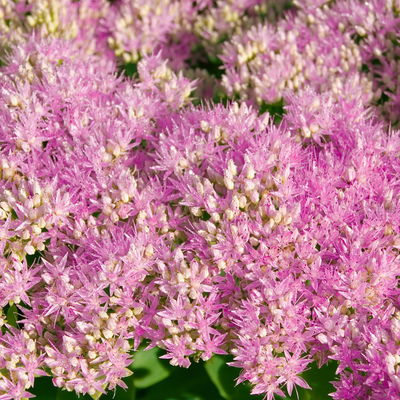 Kölles Beste Fetthenne 'Carl' rosa, 3 Liter Topf Kölles Beste Fetthenne 'Carl' rosa, 3 Liter Topf