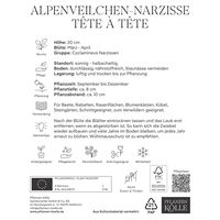 Alpenveilchen-Narzisse 'Tête à Tête', gelb, Größe 10/11, 10 Blumenzwiebeln