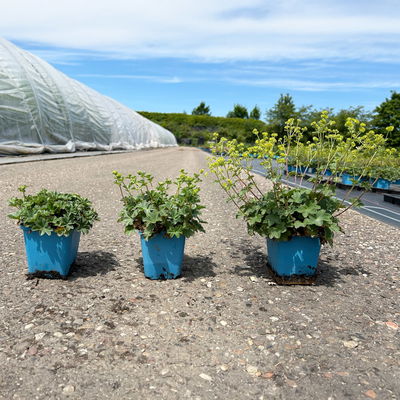 Bio Zwerg-Frauenmantel, grün-gelb, Topf 9x9 cm, 3 Pflanzen