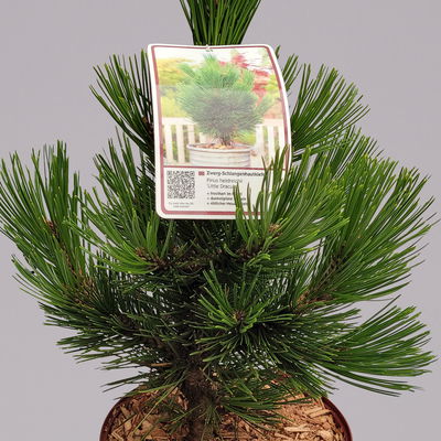 Zwerg Schlangenhautkiefer 'Little Dracula', Höhe 30-40 cm, Topf 4 Liter, 2er-Set Zwerg Schlangenhautkiefer 'Little Dracula', Höhe 30-40 cm, Topf 4 Liter, 2er-Set