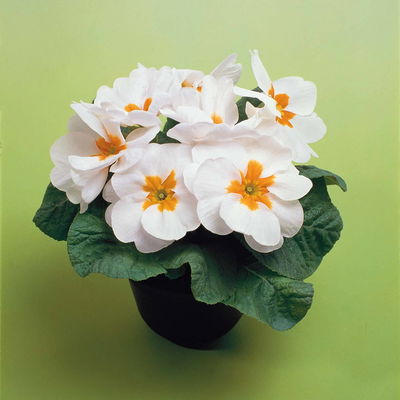 Primel weiß, Topf-Ø 10,5 cm, 8 Pflanzen Primel weiß, Topf-Ø 10,5 cm, 8 Pflanzen