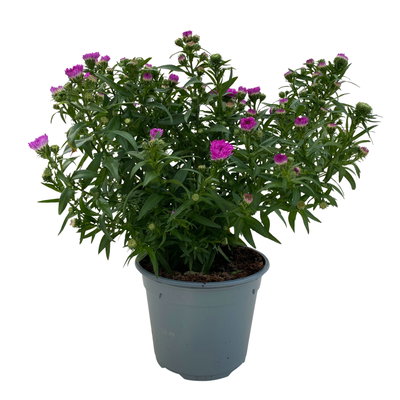 Aster novi-belgii, rosa gefüllt, Topf-Ø 12 cm, 6 Pflanzen Aster novi-belgii, rosa gefüllt, Topf-Ø 12 cm, 6 Pflanzen