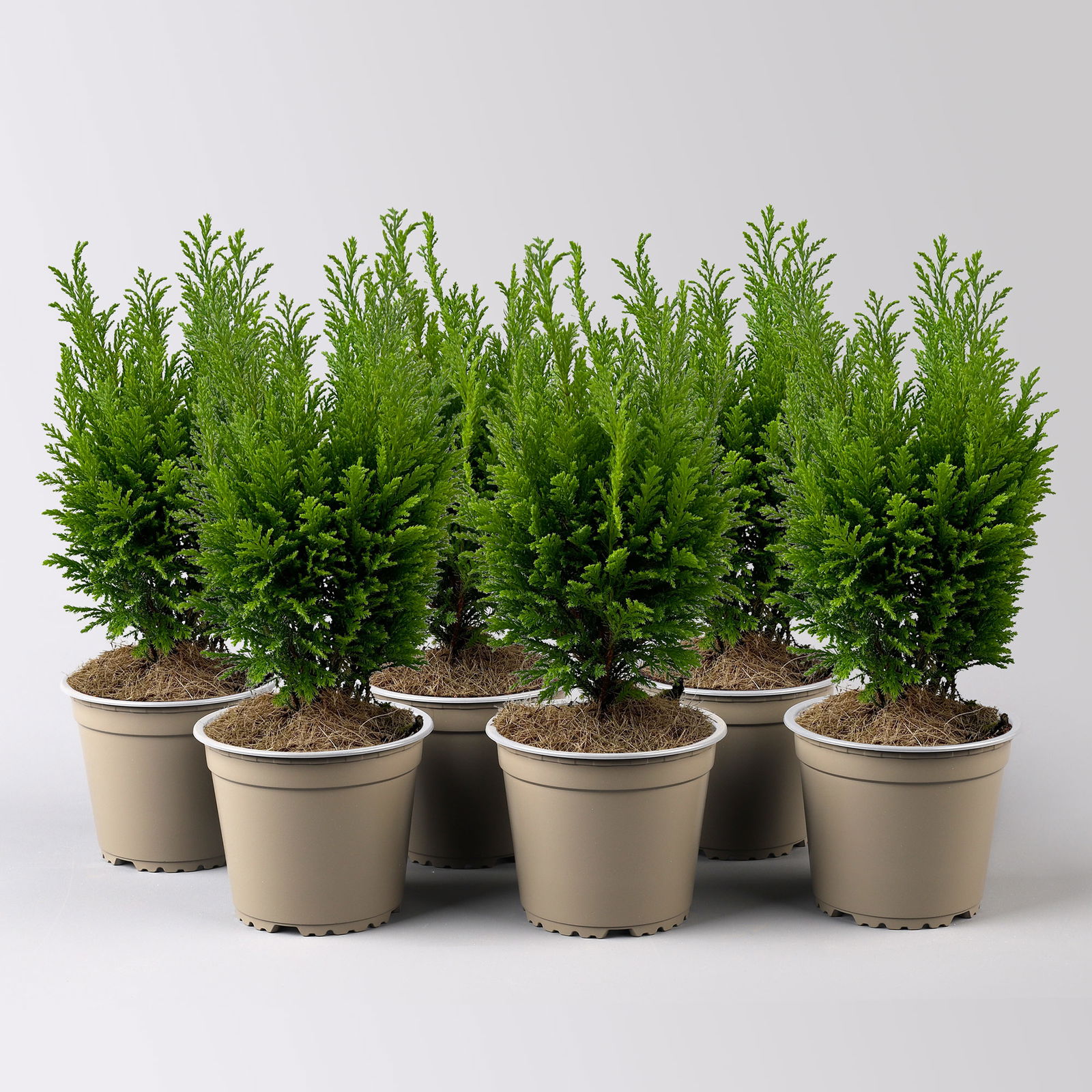 Gelbgrüne Kegelzypresse 'Ellwood's Empire', Topf-Ø 13 cm, 6 Pflanzen Gelbgrüne Kegelzypresse 'Ellwood's Empire', Topf-Ø 13 cm, 6 Pflanzen