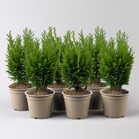 Gelbgrüne Kegelzypresse 'Ellwood's Empire', Topf-Ø 13 cm, 6 Pflanzen Gelbgrüne Kegelzypresse 'Ellwood's Empire', Topf-Ø 13 cm, 6 Pflanzen