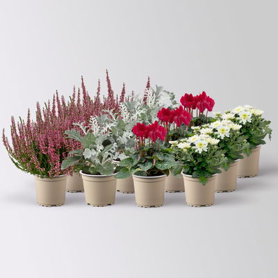 Grabbepflanzung Herbst rot-weiß, 12 Pflanzen Grabbepflanzung Herbst rot-weiß, 12 Pflanzen