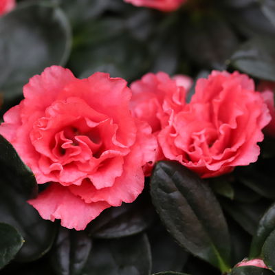 Azalee lachs gefüllt im Keramiktopf Dallas anthrazit, Topf-Ø 12 cm, 3er-Set