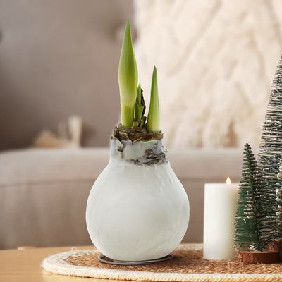 Amaryllis in Wachs XL, Dekor 'White Mix', zufällig, Blüte rosa-weiß Amaryllis in Wachs XL, Dekor 'White Mix', zufällig, Blüte rosa-weiß