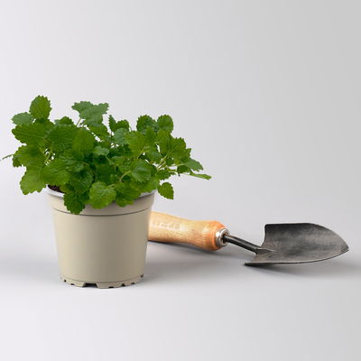 Zitronenmelisse, Kölle Bio, 12 cm Topf, frisch aus unserer Bio-Gärtnerei Zitronenmelisse, Kölle Bio, 12 cm Topf, frisch aus unserer Bio-Gärtnerei