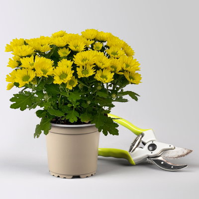 Chrysanthemen 'Swifty', gelb, Topf-Ø 10,5 cm, 6 Pflanzen Chrysanthemen 'Swifty', gelb, Topf-Ø 10,5 cm, 6 Pflanzen