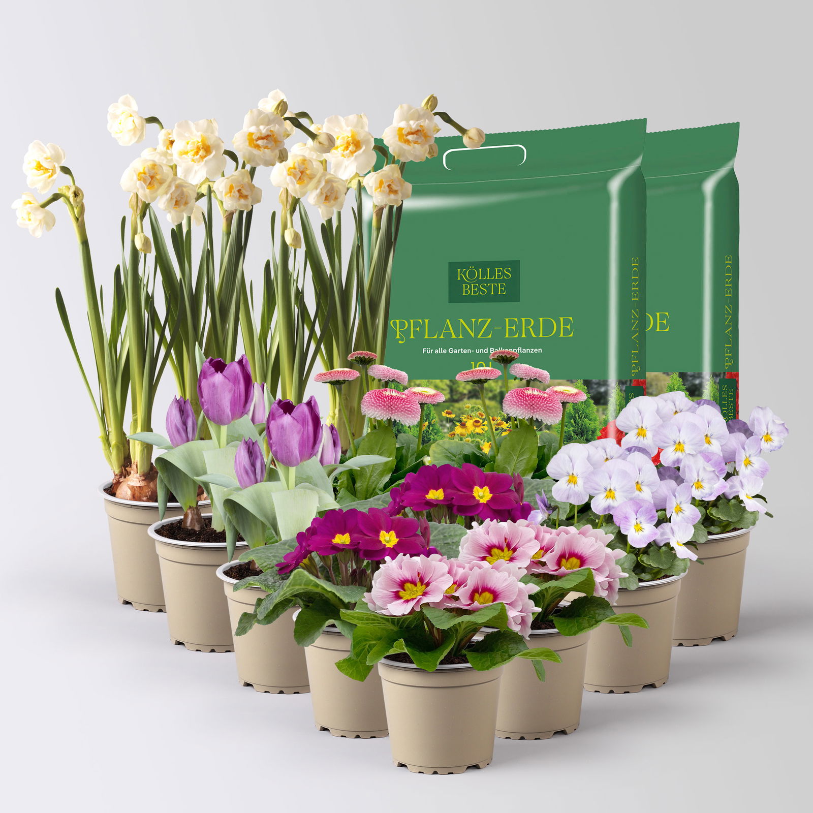 Pflanzen-Set Lila Frühlingsboten, 12 Pflanzen inkl. Erde