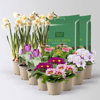 Pflanzen-Set Lila Frühlingsboten, 12 Pflanzen inkl. Erde