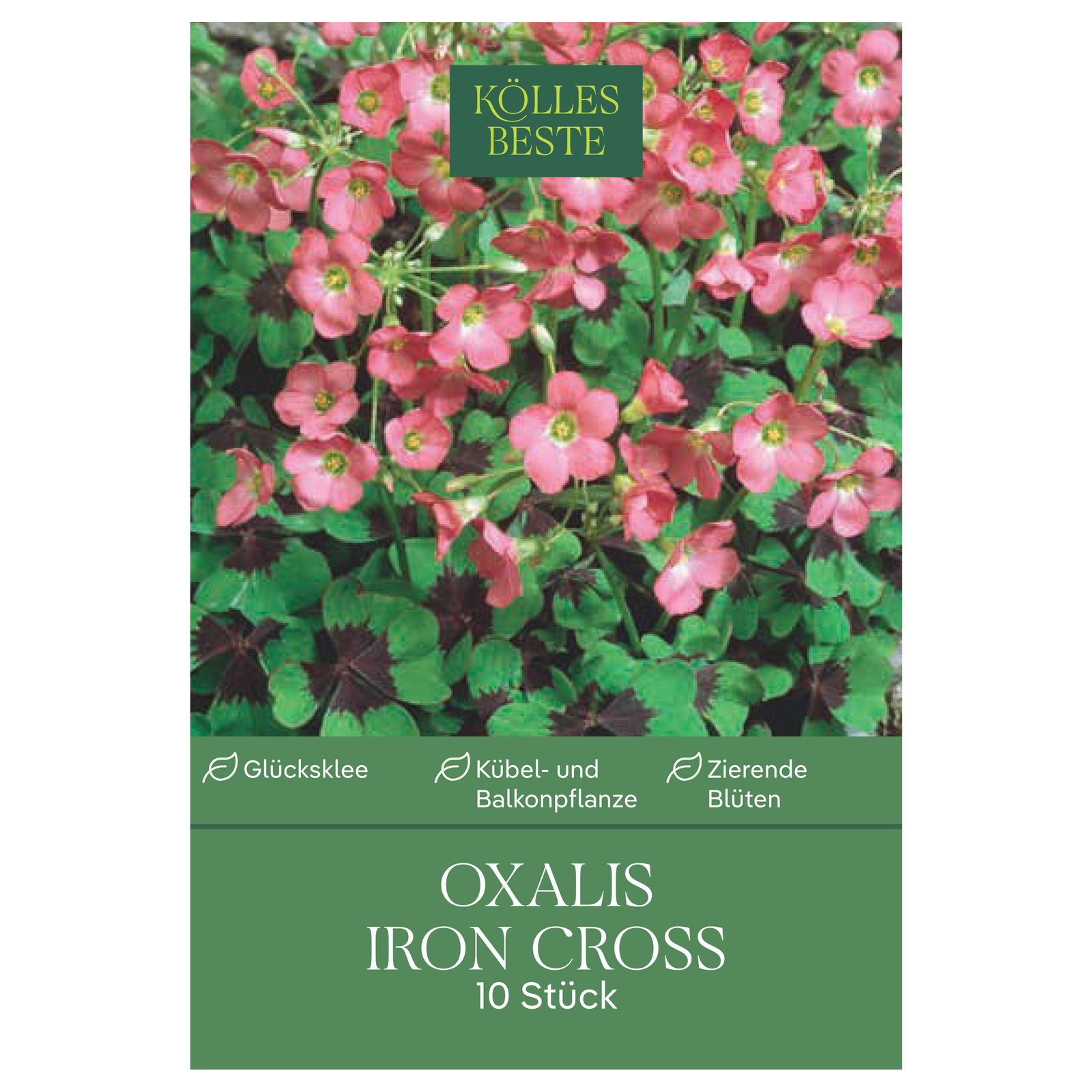 Kölles Beste Sauerklee 'Iron Cross', rosa, 10 Knollen