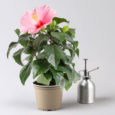 Hibiskus, rosa, Topf-Ø 13 cm, Höhe ca. 35 cm, 2 Pflanzen