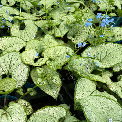 Bio Kaukasus-Vergissmeinnicht 'Silver Heart', blau, Topf-Ø 12 cm, 3 Pflanzen Bio Kaukasus-Vergissmeinnicht 'Silver Heart', blau, Topf-Ø 12 cm, 3 Pflanzen