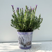 Schopflavendel 'Anouk' in Zinkübertopf, 2 Pflanzen