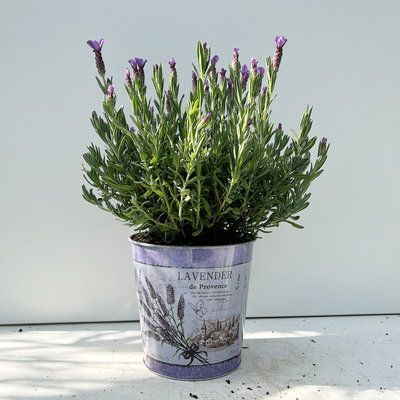 Schopflavendel 'Anouk' in Zinkübertopf, 2 Pflanzen
