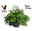 Duftgeranie 'Freshfruity® Choco Fresh', Topf-Ø 12 cm, 3 Pflanzen