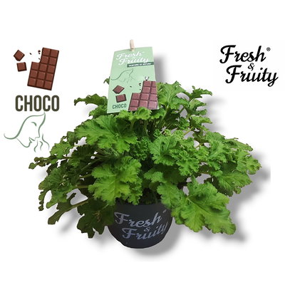 Duftgeranie 'Freshfruity® Choco Fresh', Topf-Ø 12 cm, 3 Pflanzen