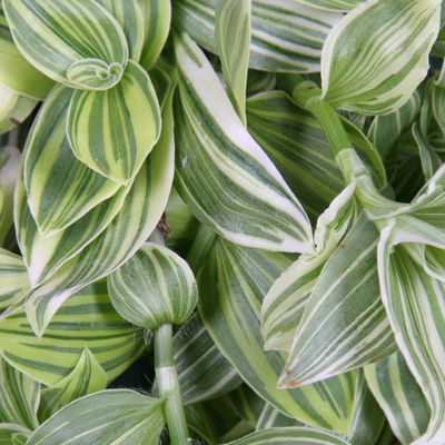 Dreimasterblume 'Ivory Hill', grün-weiß, Ampeltopf-Ø 17 cm, Höhe ca. 35 cm