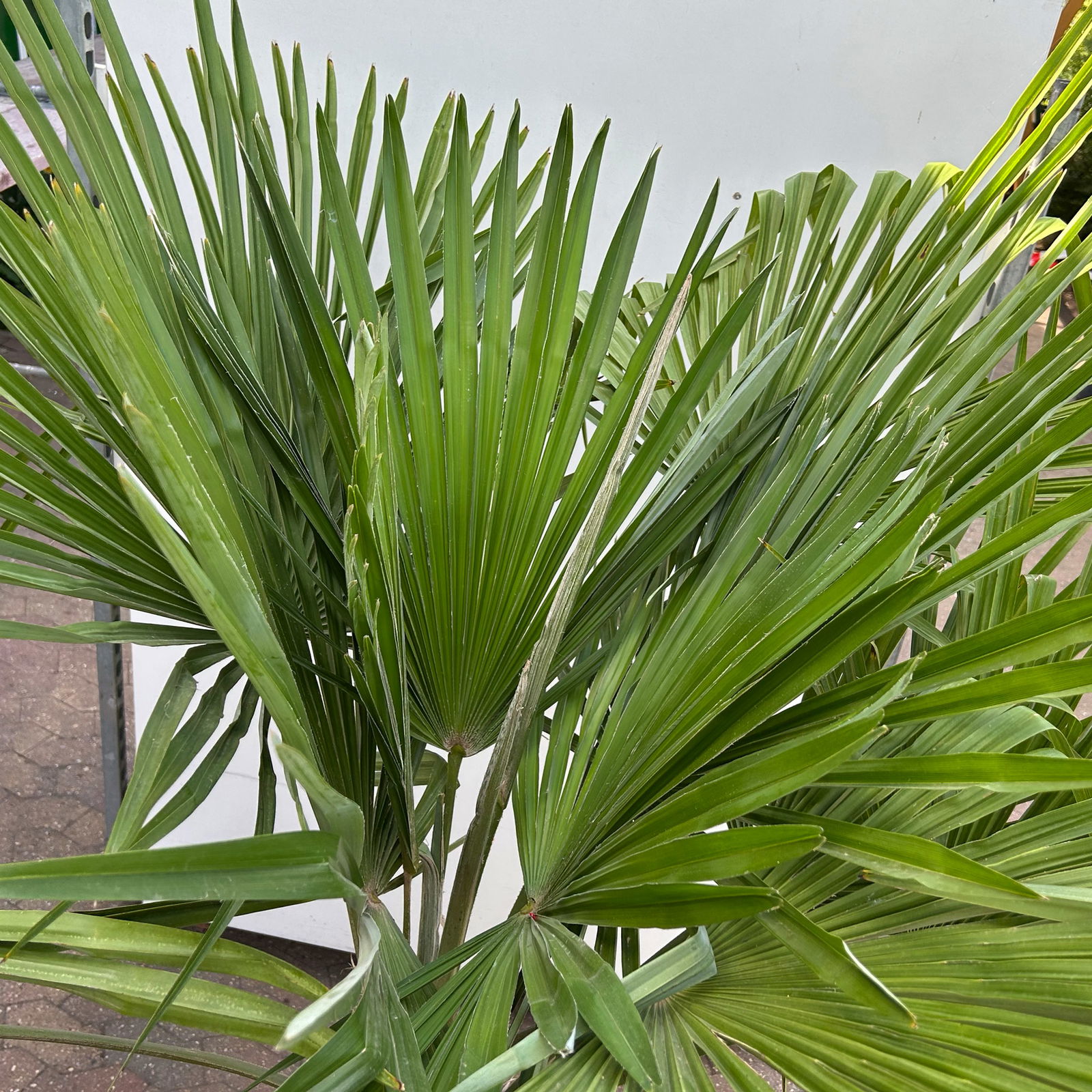 Hanfpalme, Stamm, Topf 35-45 Liter, Höhe ca. 180 cm