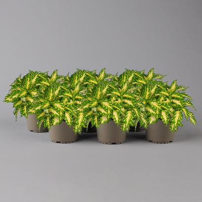 Buntnessel 'Down Town Port Fairy' hellgrün-gelb, Topf -Ø 12 cm, 6er-Set